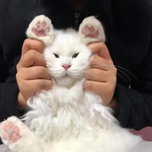 皇位招租中,一夜6只猫,谁顶得住啊