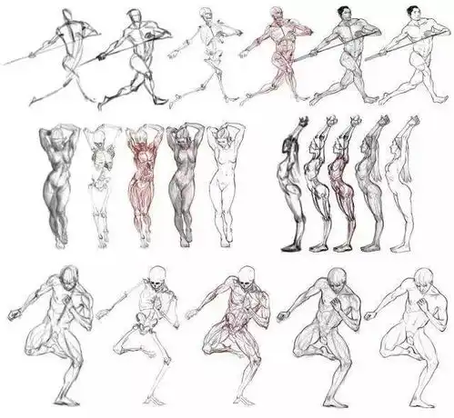 速写教学,人体结构干货收藏