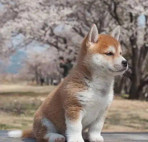 一只忧郁的柴犬,优雅又冷静,莫名心动