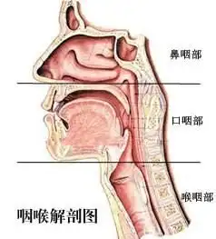 慢性咽炎莫慌张,绿豆海带来帮忙35万人已收藏