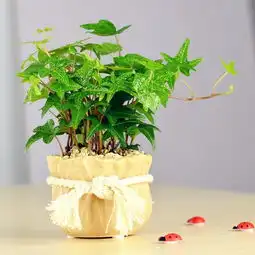 刚买的盆栽,做好这几点,保准让其一片生机