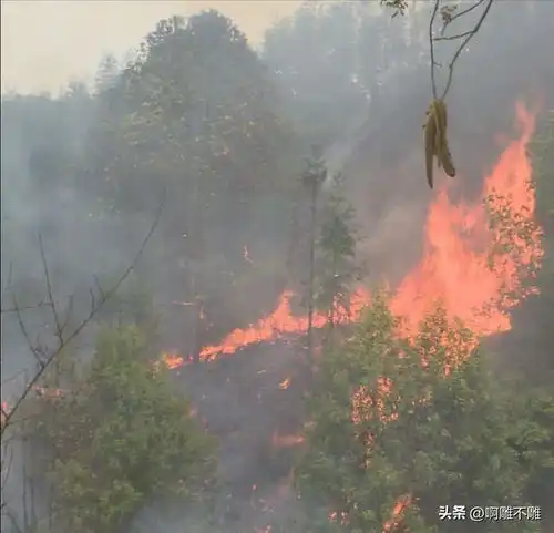 火灾再起河池一女子清明祭祖引发烧山