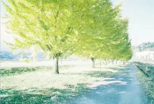 不要为了金山银山,丢了眼前的绿水青山