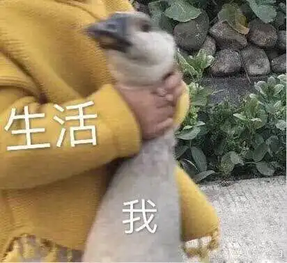 一觉醒来直接退役史上首例膝盖就这样废了