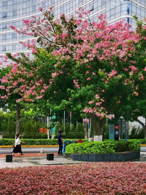 美醉厦门满城尽是浪漫粉,美丽异木棉惊艳盛放,少女心爆棚