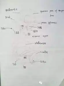 厉害了妹子大二女生解剖学笔记惊艳走红