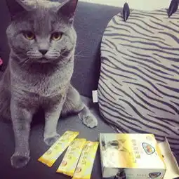 猫咪不吃东西大便不成形怎么办呐