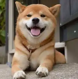 主人让小柴犬待在停车位里,自己去买东西,回来被一幕萌翻了