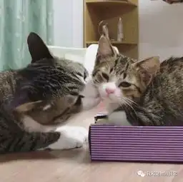 网友领养了一只小猫,结果发现竟和家里的大猫长得