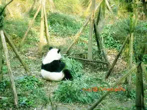 成渝行寒假之旅