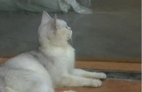 女孩宠物店内推门夹死小猫被网暴,店长发声