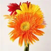 75属兔女招财微信头像微信头像图片大全