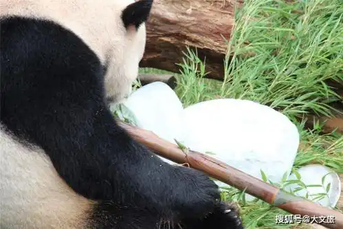在云南被邀请参加大熊猫的生日party是种什么样的体验组图