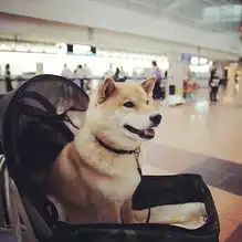 盘点镜头下卖萌的可爱小柴犬轻松一刻