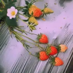 感动代替不了感情,念旧也回不到曾经