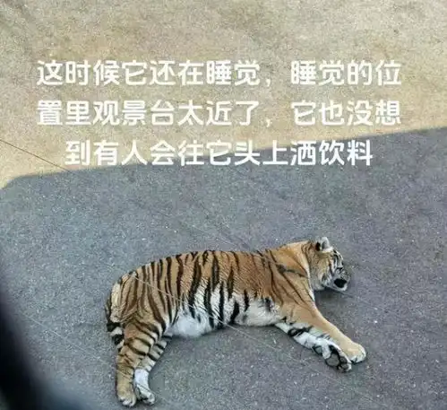 女子猛兽区抱娃下车,险遭狼群围攻所有无知,都是悲剧的开始