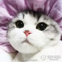 萌萌的折耳猫,眼睛圆溜溜的,好想摸摸
