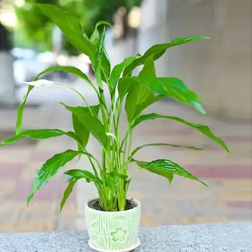 它是养花法宝,往花盆倒点,叶子立马变绿,花儿都疯长