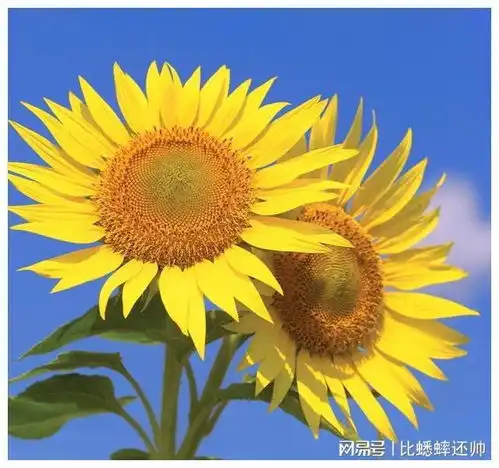 看一个人的命好不好,就看他的性格如何