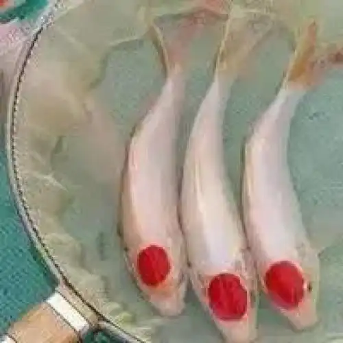 这篇文章能毒死朋友圈所有的锦鲤