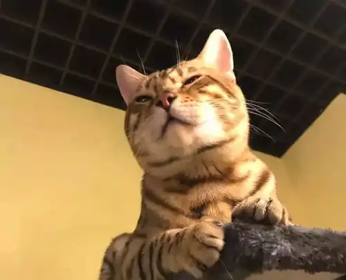 治愈系猫咪咖啡馆萌化你的少女心