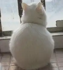 k我是猫咪,天生就萌