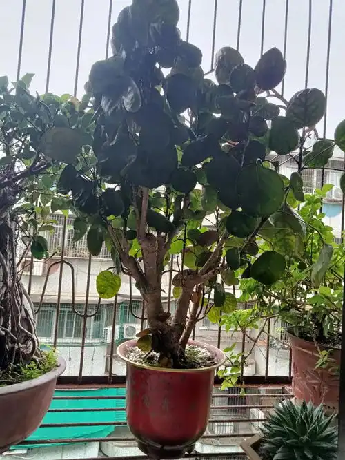 家种花,门前草,日子过得好不好,一看就知道
