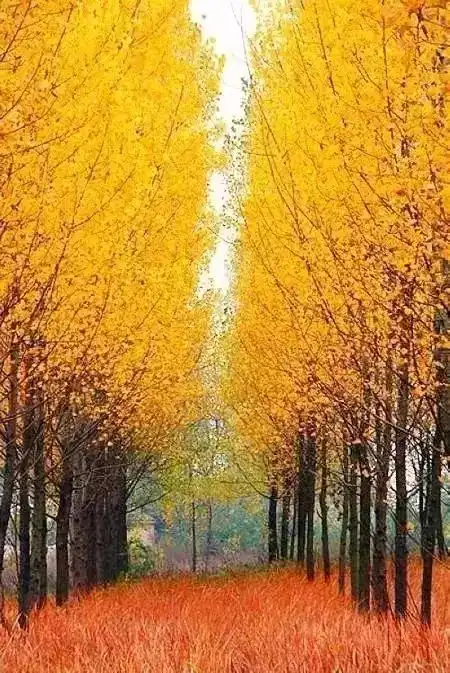 合肥这么多美丽的秋景,总有一个是你的最爱