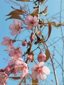 美哭了福州6所高校最美花景新鲜出炉颜值爆表你的母校上榜了吗