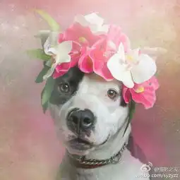 摄影之友