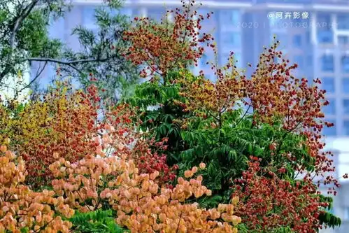 厦门的街头忒好看,原来是它们来了随手一拍就是美照