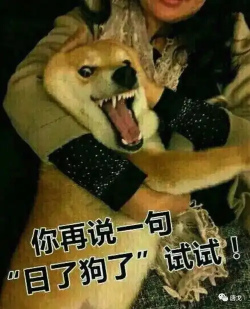 杭州男子遛狗不牵绳还打人,真的人不如狗