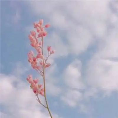 雷竞技app