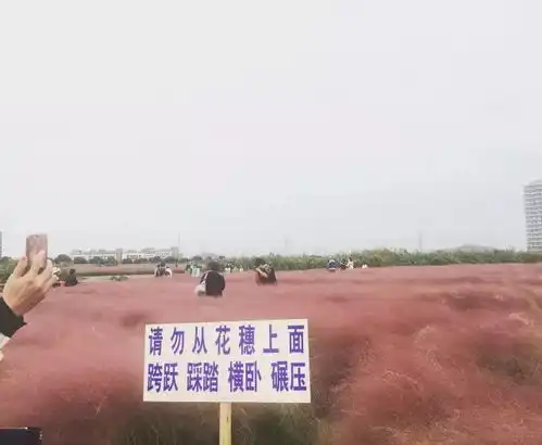 上海粉色花田又双叒叕来了少女心爆棚免费开放哦