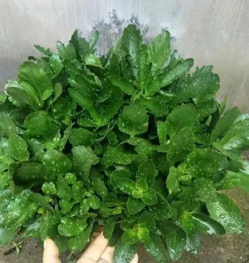 花盆边挖个坑,埋点小废物,发酵后肥力足,叶子油绿花爆满