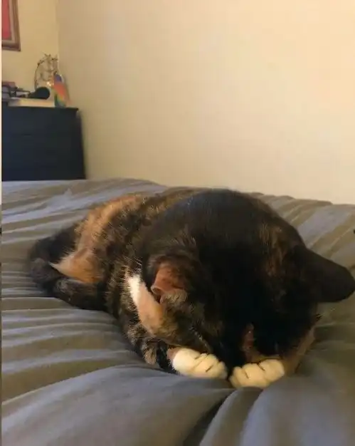 猫咪到底有多可爱,瞬间暖到你