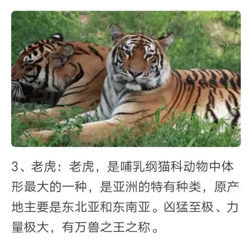 地球上10大最凶猛的动物,狮子第六,老虎第三,鳄鱼居榜首