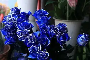 要是男朋友送蓝色妖姬,这代表什么意思呢