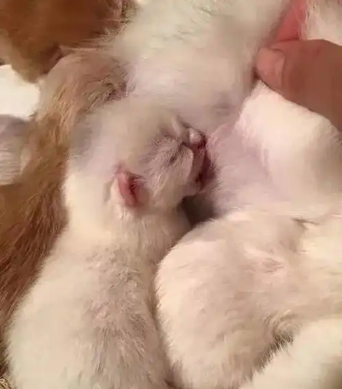 猫爸深情亲吻刚刚生产完的猫妈,简直甜到少女心爆炸