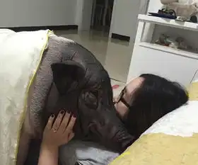 23岁女子不顾家人反对,疯狂爱上一头公猪,种种行为令人无法理解