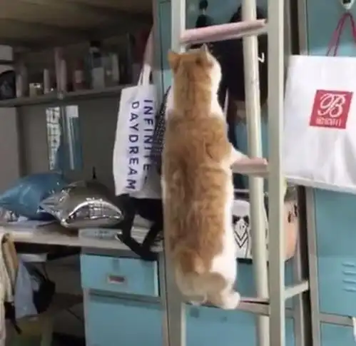 阿姨检查宿舍,胖橘猫无处可藏,情急之下逗笑全场练家子