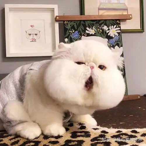 什么猫会有大脸