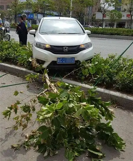 斗门一女子拆房子不成,开飞度飞铲绿化带只因她的腰