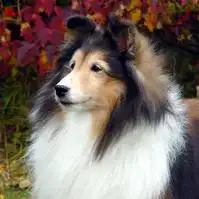 怎样识别喜乐蒂牧羊犬
