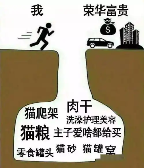猫奴自白养猫一年,到底要花多少钱
