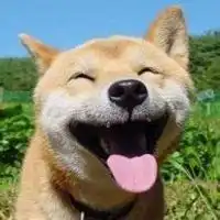 搞笑秋田犬手头像微信头像图片大全
