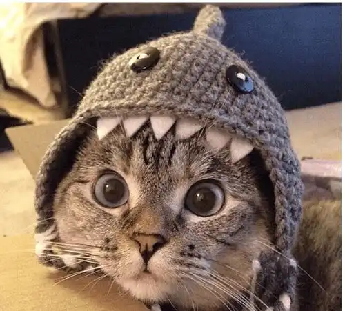 叫我爷爷照顾猫咪,结果我家的猫变成了这样,很搞笑了