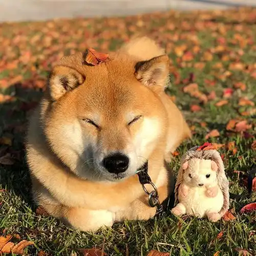 销量环比暴增22哈弗大狗为何被追捧车主现身解读