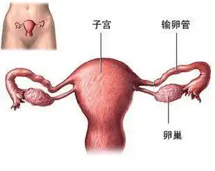 易孕女性有以下4种特征,第一条很多人就不中