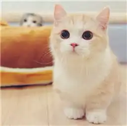 少女心爆棚的可爱猫咪微信头像9